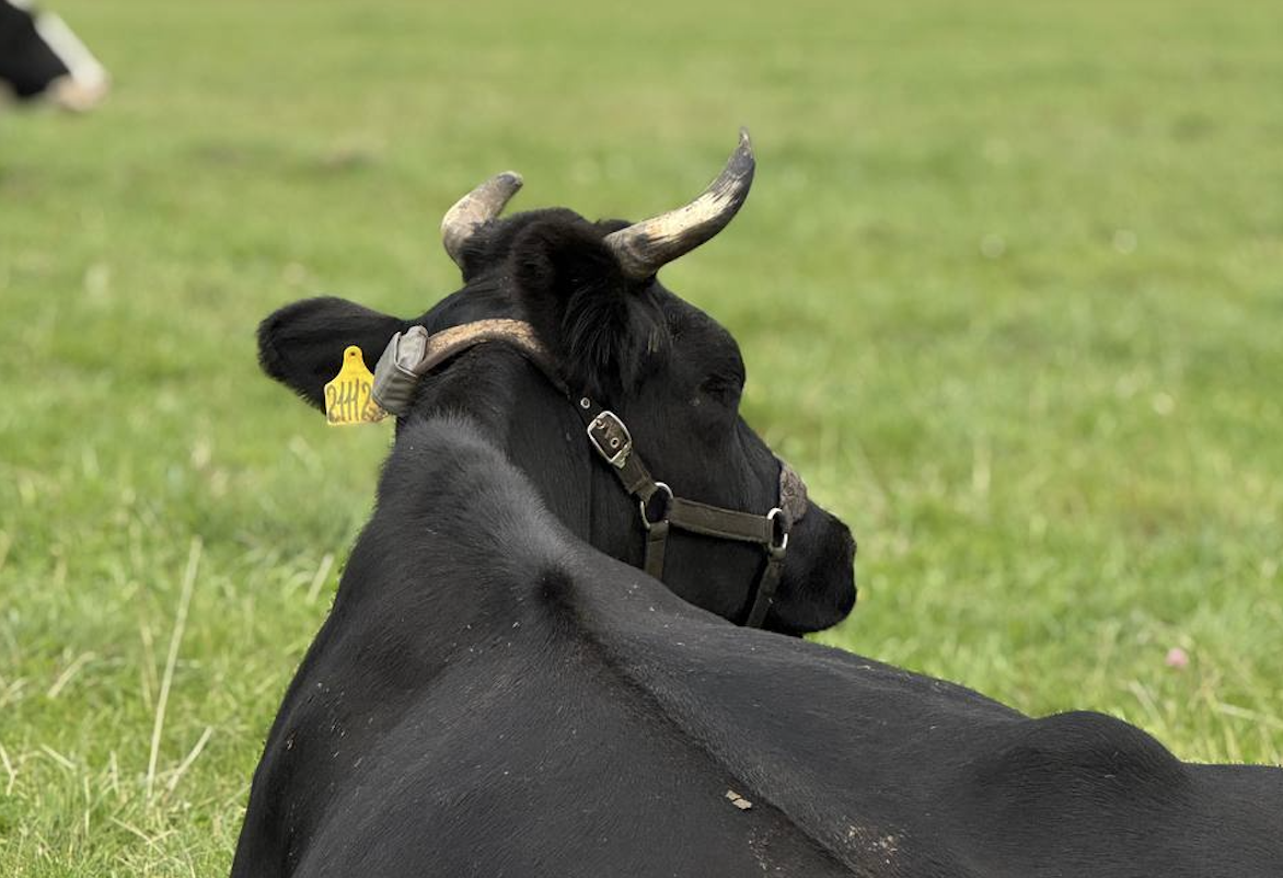 Корова с вживлённым имплантом