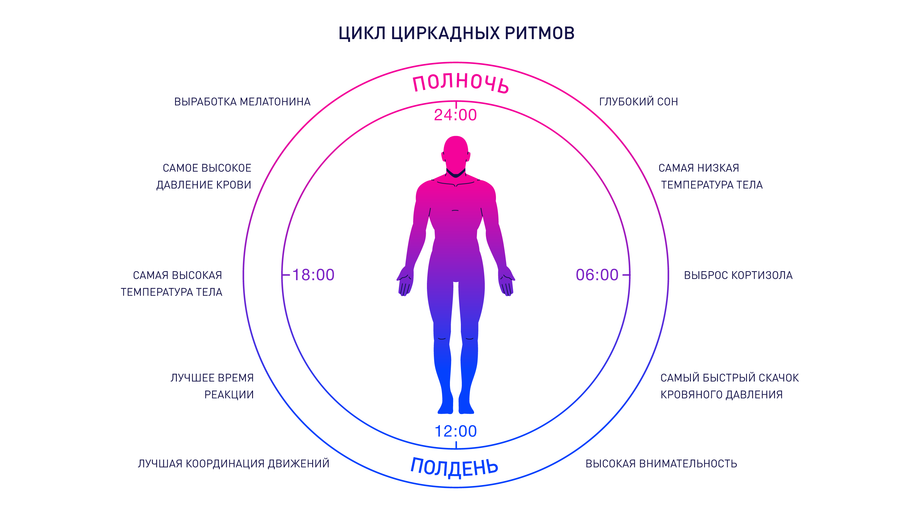 Циркадные ритмы человека