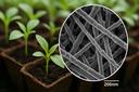 Desarrollados en la TPU fertilizantes únicos para plántulas con nanotubos que aceleran el crecimiento de las plantas en un tercio