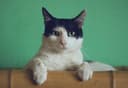 Desarrollan en NUST MISIS un implante único para gatos y perros