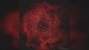 Space Also Gives Flowers: Roscosmos Showed Nebulae for March 8