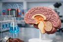 Without surgeries and implants: a new way to control brain neurons found in Russia