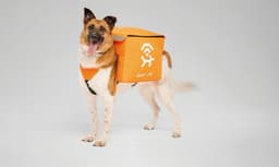 Бездомные собаки начнут раздавать Wi-fi: проект «Лай-фай» запустили в Екатеринбурге