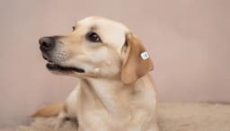 Russians will be required to chip their pets at their own expense