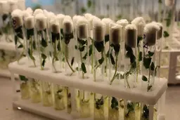 Картофель из пробирки: красноярские ученые вывели идеальный сорт 