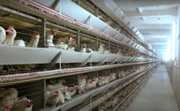 Для птицефабрик и животноводческих ферм: сибирские ученые разработали установку, нейтрализующую запахи