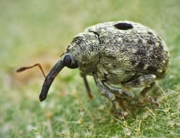 Weevil, keep your nose out!: Drones are used to combat pests in Abkhazia