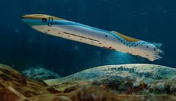 Автономное погружение на 3 км: новый подводный робот-доставщик «Аргус-Д» разработали в России