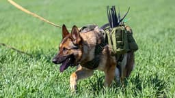 Heard from 700 meters: service dogs were taught to detect enemy UAVs in the air
