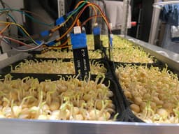 Модульную систему «умной фермы» с ИИ разработали ученые РТУ МИРЭА