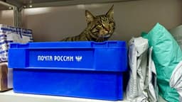 Transformation Course: Russian Post Starts Issuing Parcels Three Times Faster Thanks to QR Codes