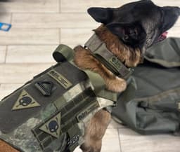 For Our Smaller Brothers: "Yarl" Company Develops Body Armor for Dogs