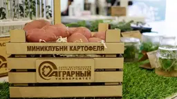 Устраняет вредителей картофеля: фумигатор с цифровым контроллером разработали в СПбГАУ