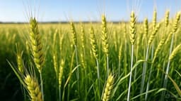 Защита пшенцы: фунгициды на основе наночастиц меди для борьбы с жёлтой ржавчиной разработали в СКФУ