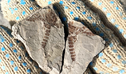 Уникальные окаменелости юрского периода обнаружены учёными ТГУ в Кузбассе