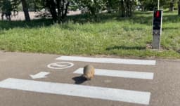 Светофор для сусликов появился в Красноярске — с кнопкой и светоотражателями