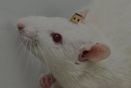 Подключить крысу к компьютеру стало дешевле: учёные МГУ разработали метод создания недорогих электродов для интерфейсов мозг–компьютер