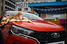 Рыжий кот стал неожиданной звездой рекламной кампании Lada Iskra