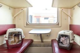 Traveling with a Cat: Russian Railways Starts Marking Passengers with Registered Animals with Icons