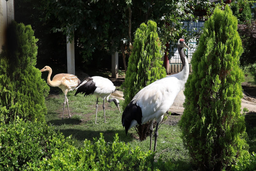 Московский зоопарк запустил онлайн-трансляцию с участием японских журавлей