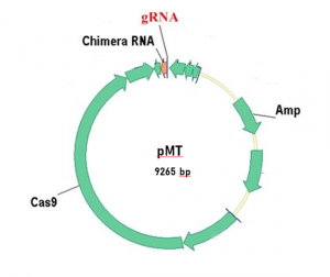 "The method of obtaining non-transgenic mutant tobacco plants with reduced nicotine content by knocking out genes of the putrescine-N-methyltransferase (PMT) family allows to obtain non-transgenic stable mutant tobacco lines with reduced nicotine content in self-pollination generations." The image shows recombinant plasmid DNA pMT (size 9265 bp) that provides mutagenesis.