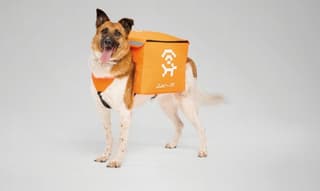 Homeless dogs will start distributing Wi-fi: "Lai-fi" project launched in Yekaterinburg