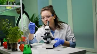Russian and Chinese Scientists Create Genetic Map of Frost Resistance of Domestic Tea
