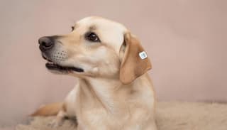 Obligarán a los rusos a implantar chips a sus mascotas por su cuenta