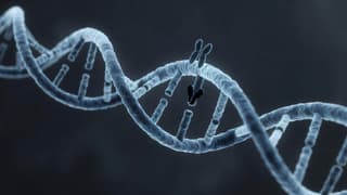 ДНК-тест SepOr для поиска преступников вне баз данных создали в Сибири