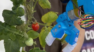 Un robot recolector de verduras creado en la NSU puede reemplazar a seis trabajadores en invernaderos