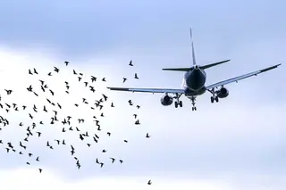 La IA ahuyentará a las aves de los aeropuertos rusos