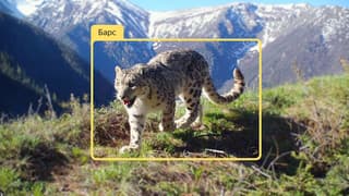 Yandex's Neural Network Helps Study Snow Leopards, Manuls, and Other Rare Animals of Altai