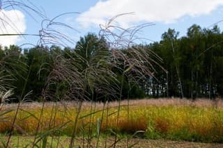 Los campos de Rusia se sembrarán con miscanthus para obtener celulosa y materiales compuestos