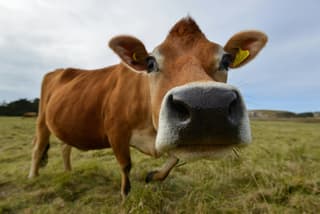 Neuroimplants for Cows: Russian Startup Neiry Aims to Increase Milk Yield
