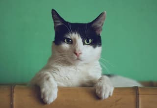 Уникальный имплант для кошек и собак разработали в НИТУ МИСИС