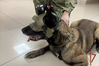 Cinólogos de la Rosgvardia siberiana crean un casco FPV con cámara de video para perros