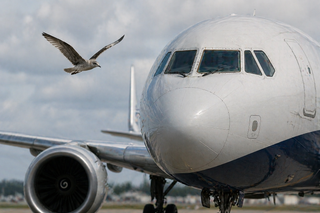 Los impactos de aves destruyen aviones: las piezas de aviación duran 14 veces menos