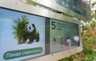 Where is panda Katyusha? Artificial intelligence will now find her in the Moscow Zoo