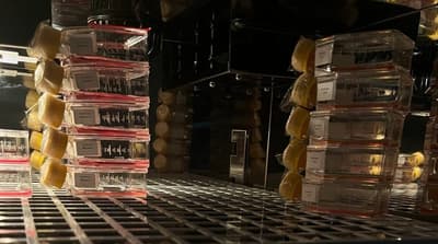 Institut yadernoy fiziki im. G. I. Budkera SO RAN