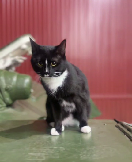 Кот Космос сидит на танке в музейном комплексе УВЗ&nbsp;