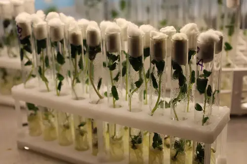 Potatoes in test tubes