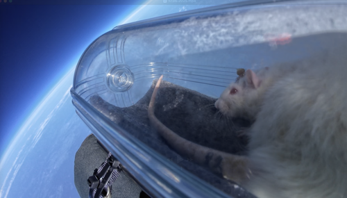One of the experiment participants during the flight