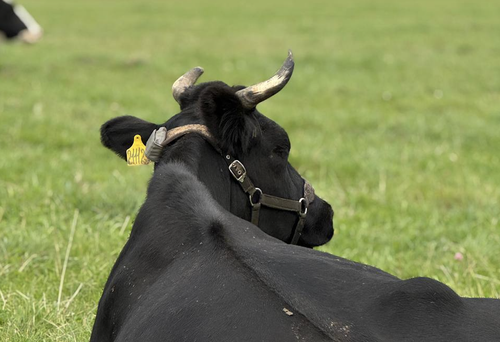 Cow with implanted implant