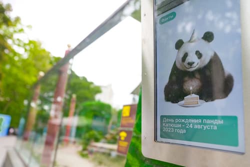Información sobre la panda Katyusha en las pantallas digitales del Zoológico de Moscú