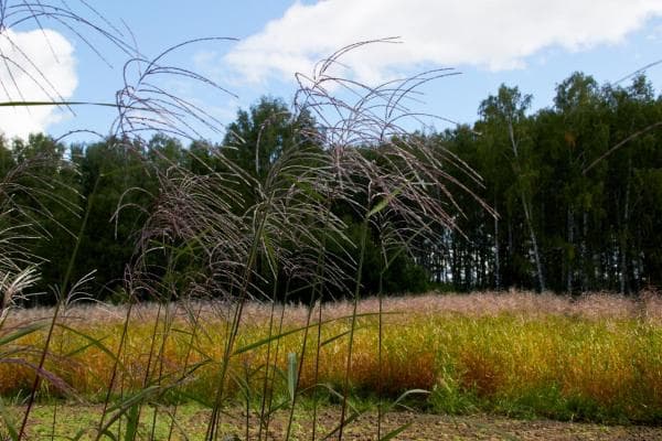 Российскую разновидность мискантуса вывели еще в 2012 году, но в федеральном масштабе на полях он появился только в последнее время. Испытания показали, что мискантус сорановский неприхотлив и ему комфортно расти везде: от Алтая до Подмосковья.<br>