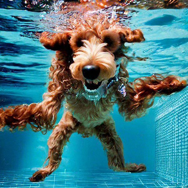 Пудель ныряет в бассейн, как на обложке альбома Nevermind. Иллюстрация: Яндекс