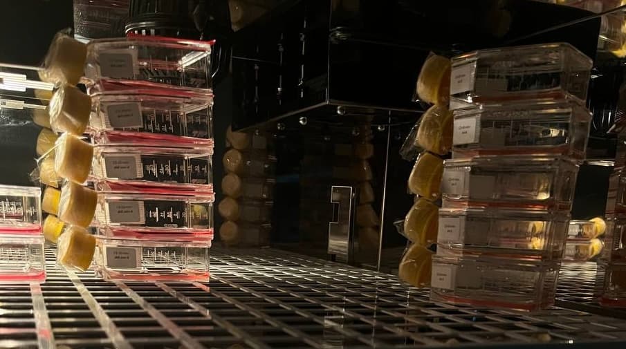 Культуральные флаконы с клетками меланомы в инкубаторе