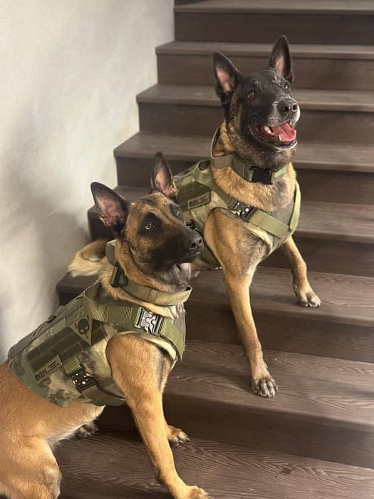 Бронежилет для собак&nbsp;«Ярл»