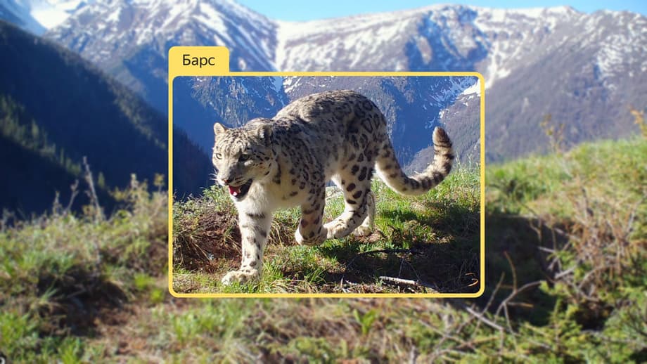 Пятна у барсов так же уникальны, как отпечатки пальцев человека. Нейросеть сможет распознавать и каждого барса, а не только их зоологический вид.<br>