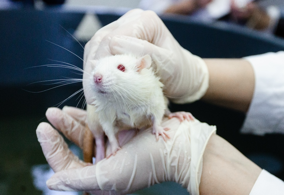 Подопытная крыса